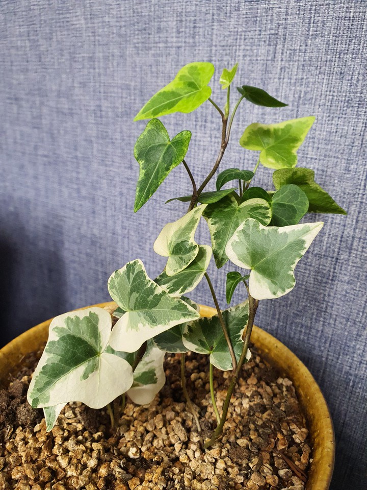 pot