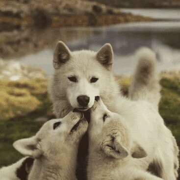 dog