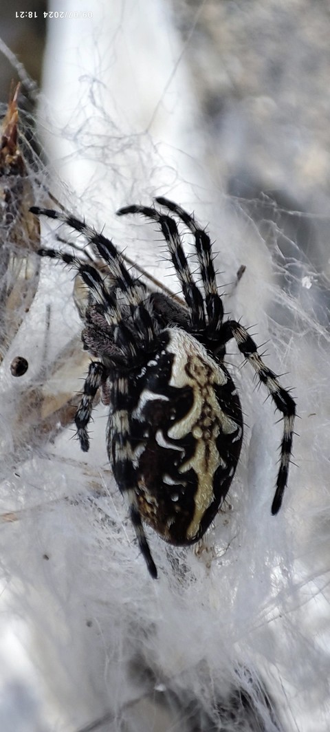 Close-up, parasite वॉलपेपर