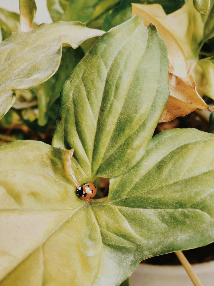 Béètlê