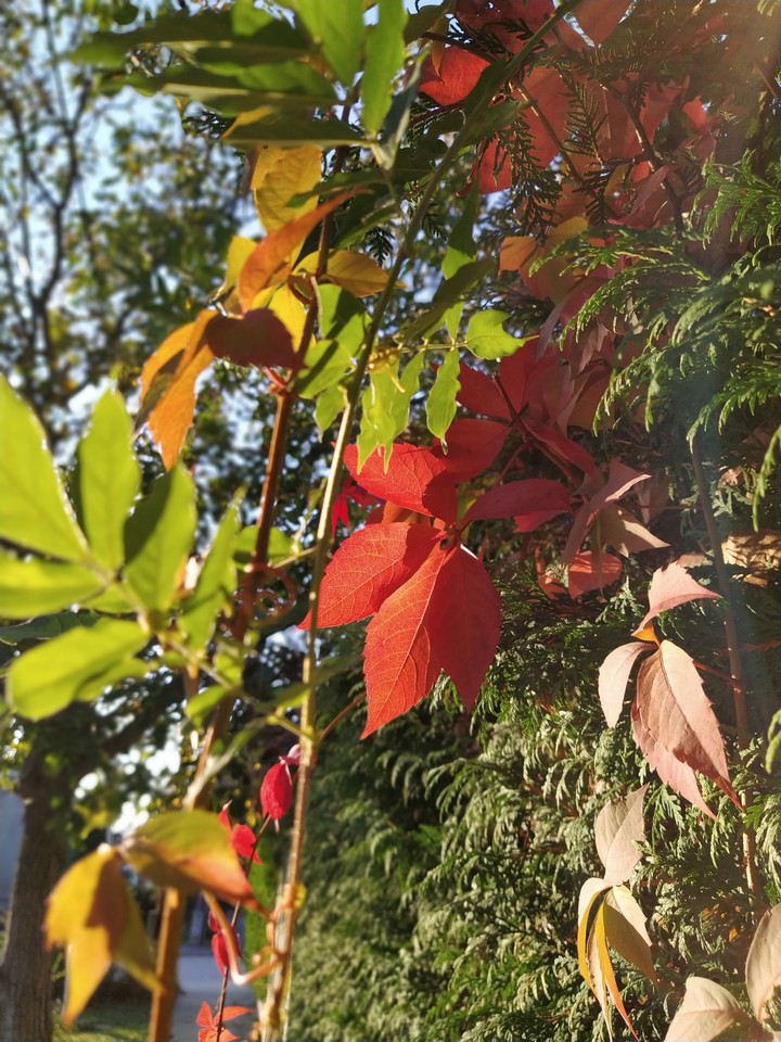 ?Fall?
