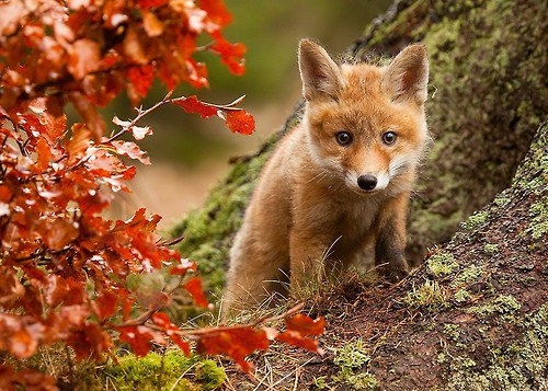 Beautiful autumn