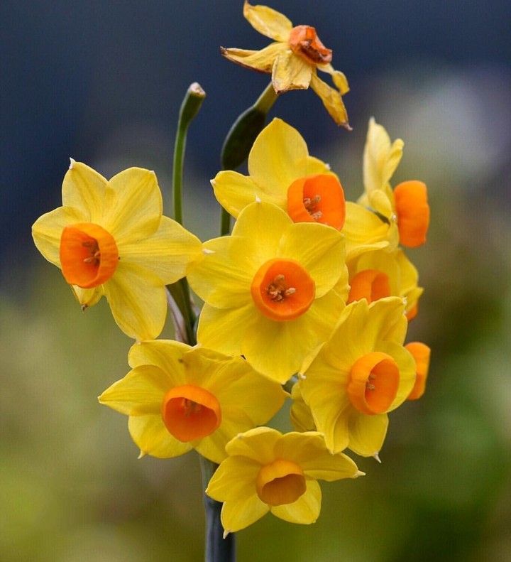 narcissus