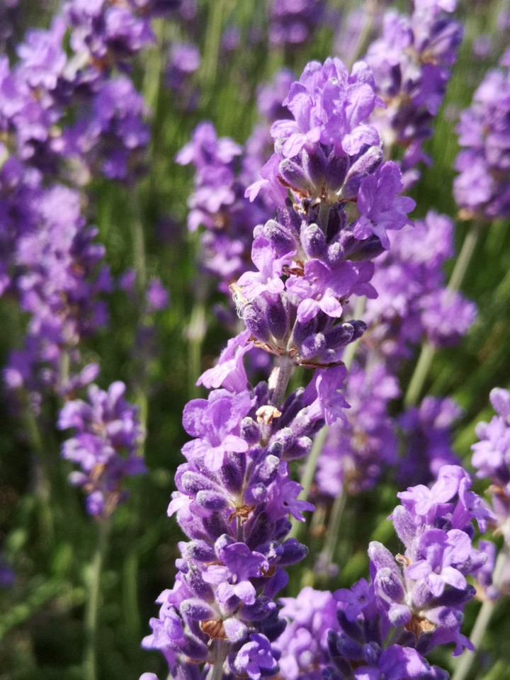 Lavendel