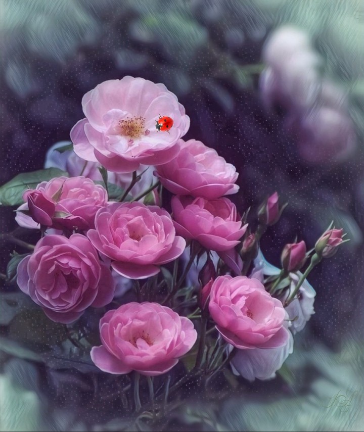 #roses