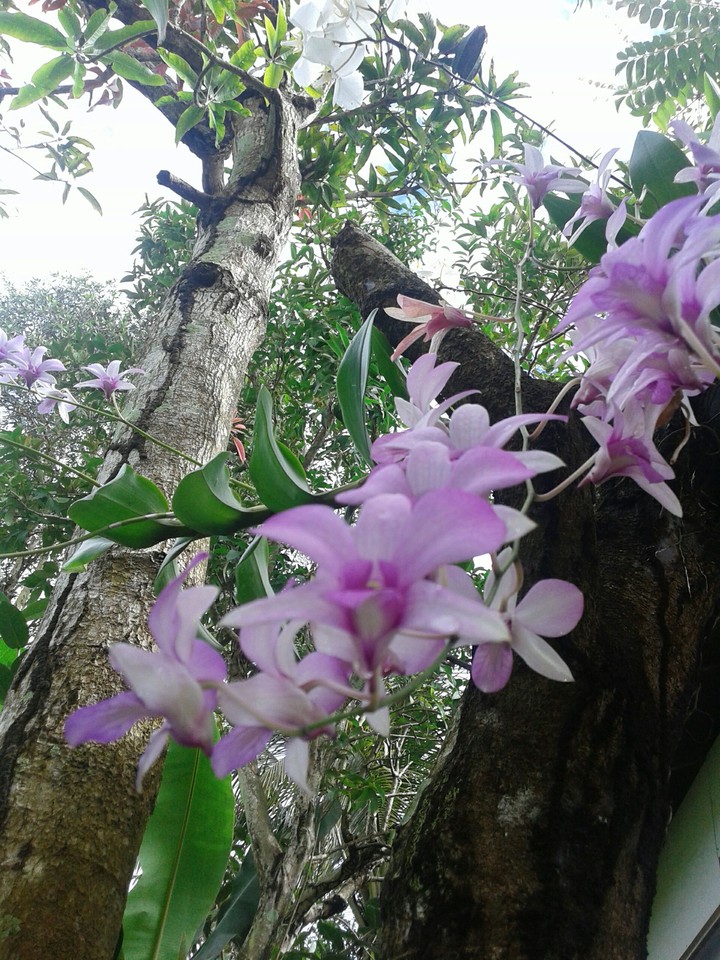 flower