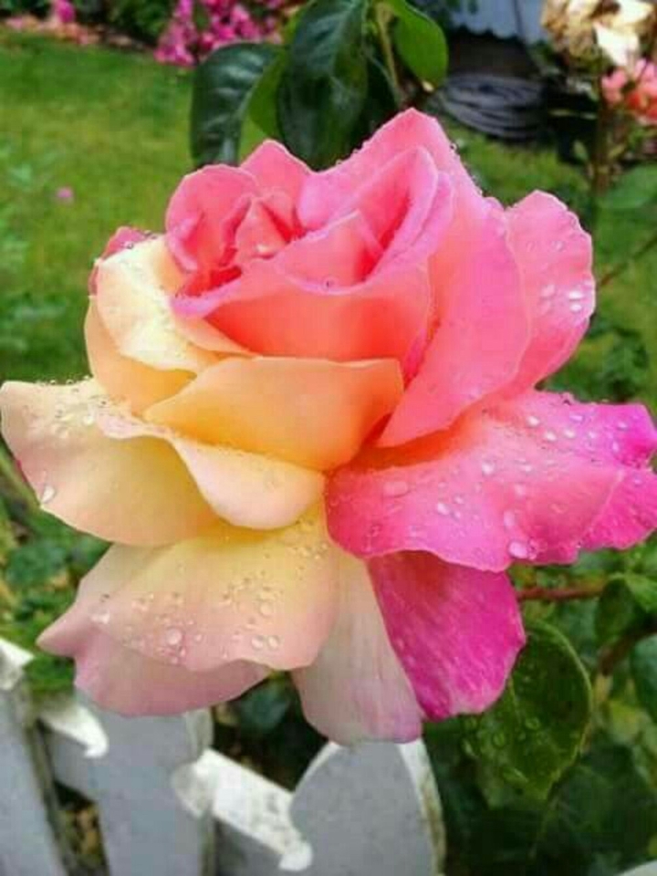 combination of  flowers