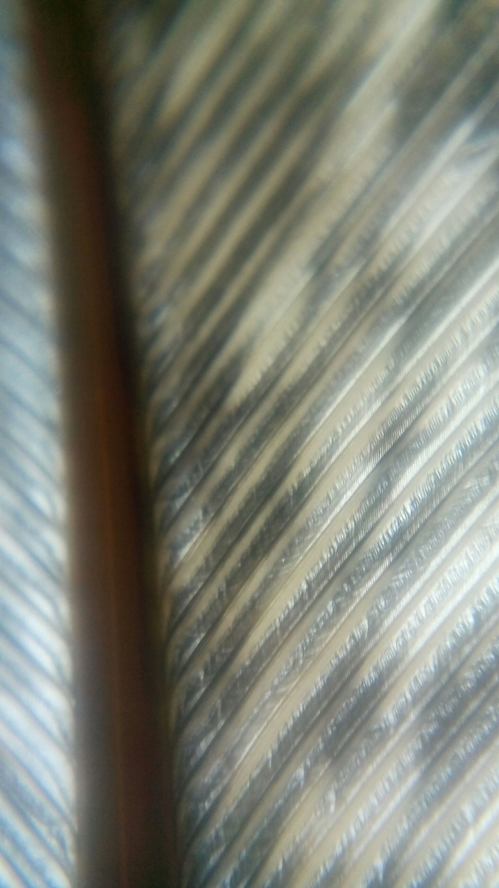 feather