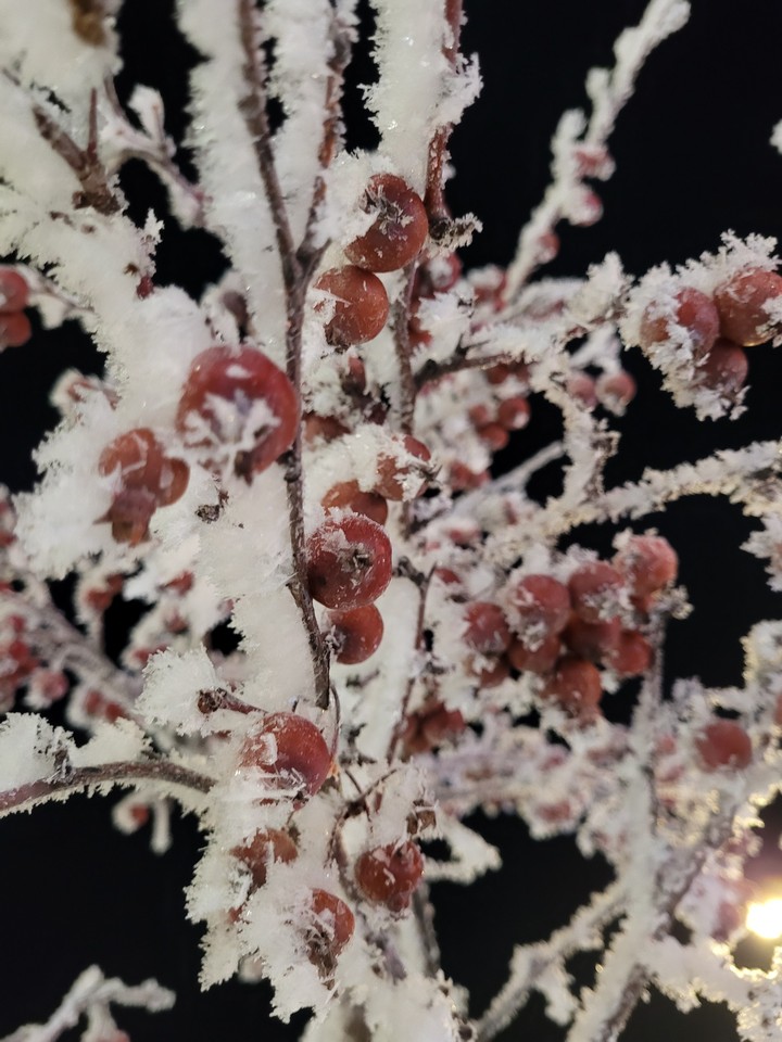 Winter berries