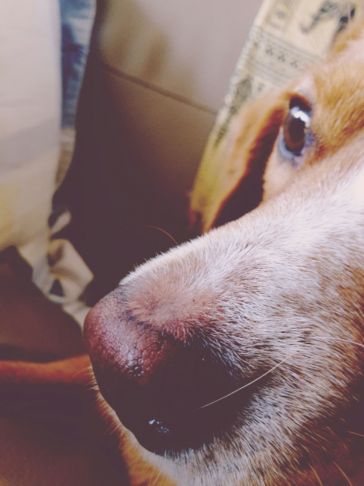 My dog, O-mong 2