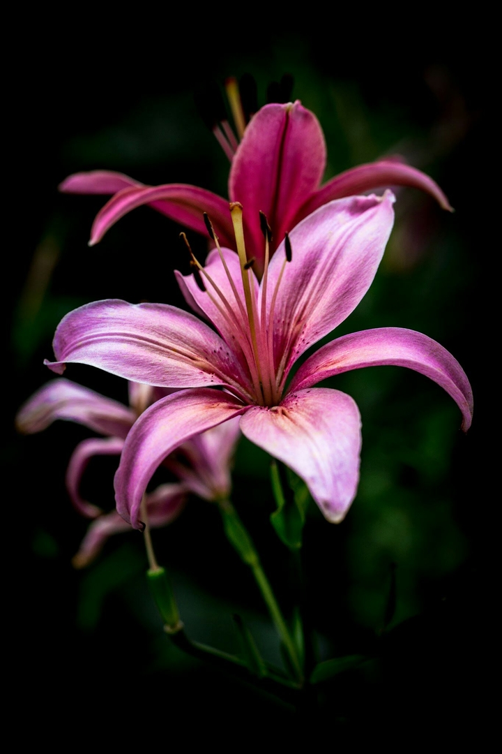 lily