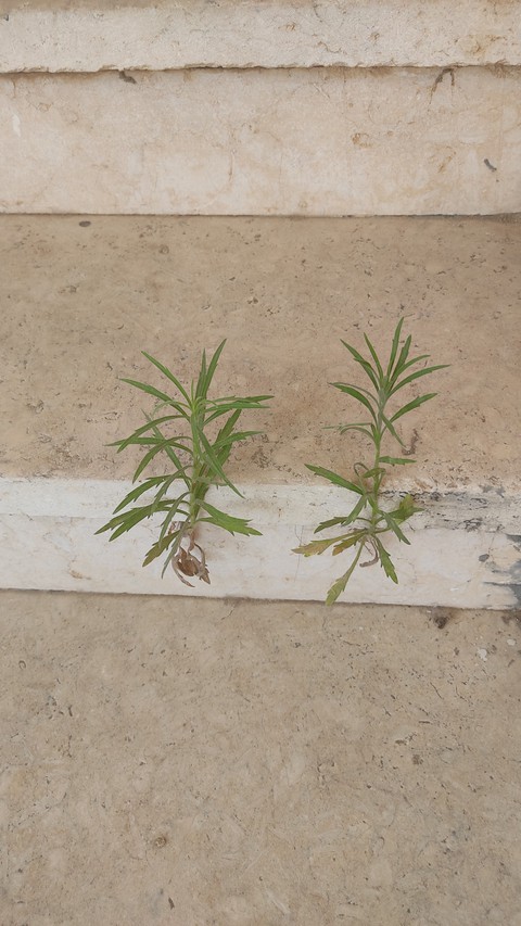 stairs with green plants