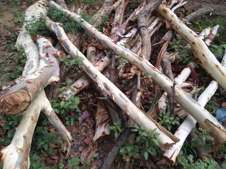 weting woods