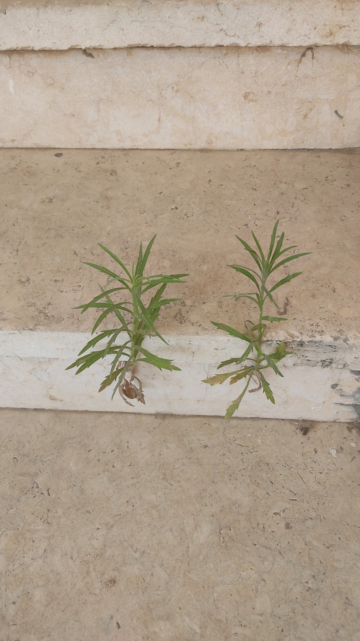 stairs with green plants