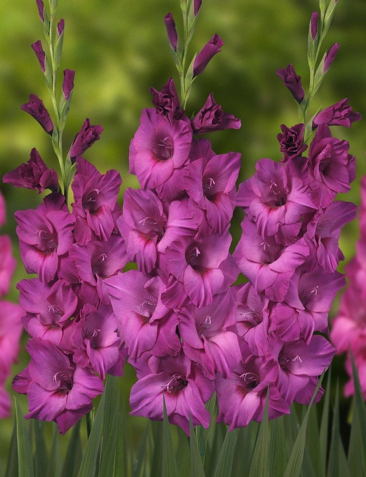 gladiola