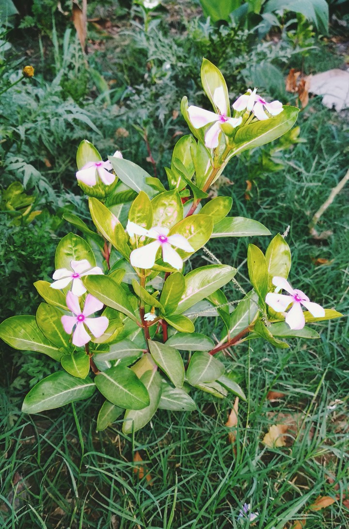 Flower plant