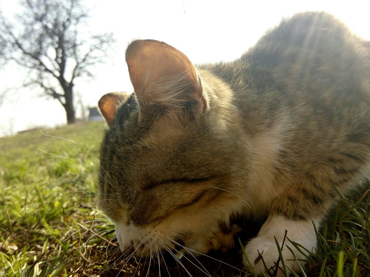 Kitten)