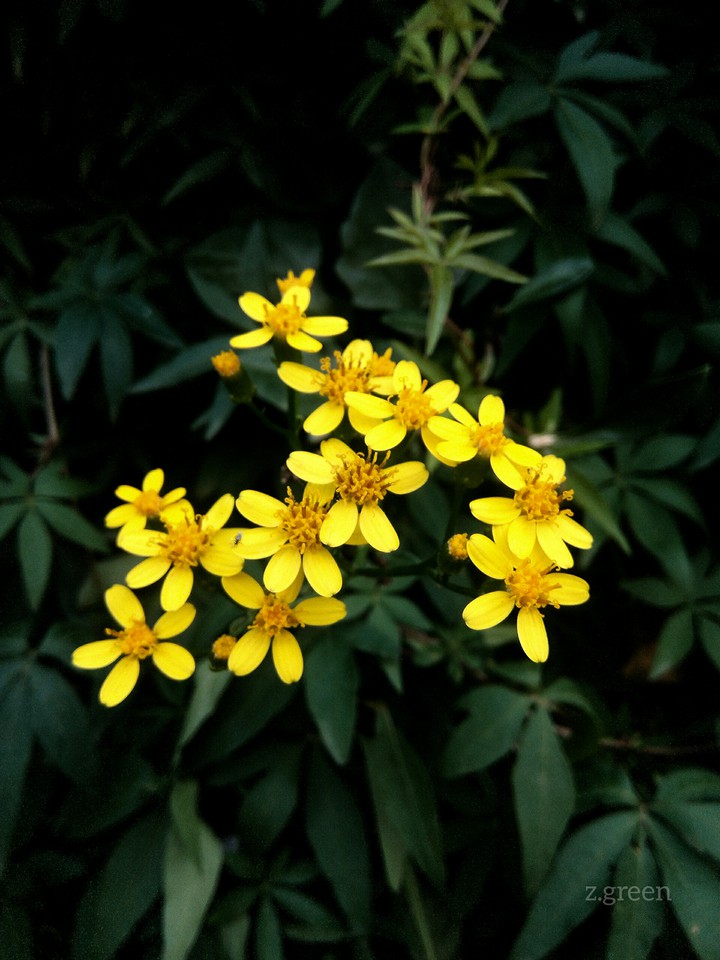 yellow flowers