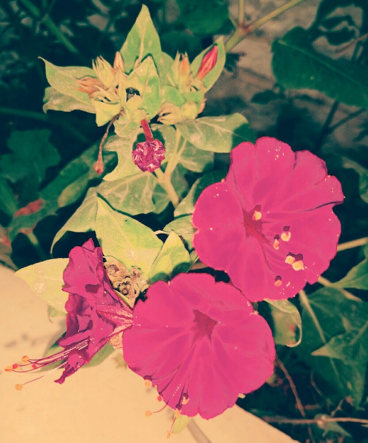 mirabilis jalapa