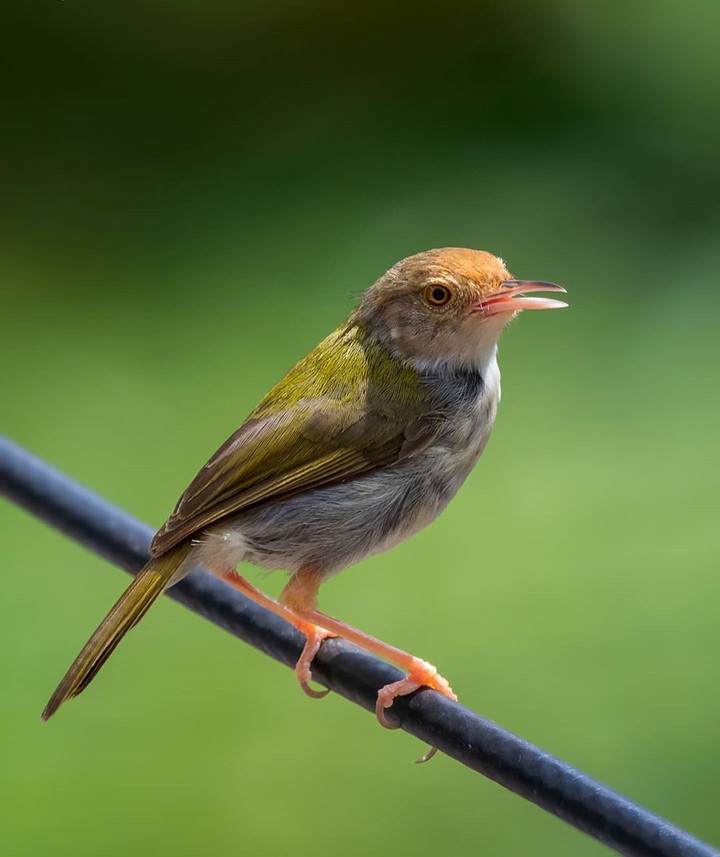 sparrow
