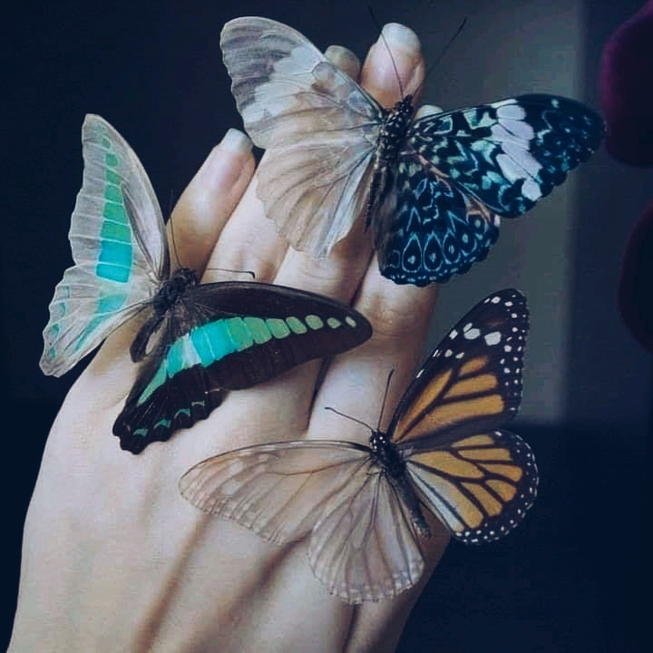 butterfly love❤️