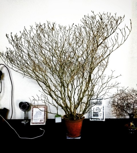 plant