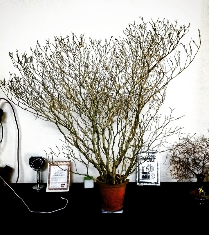 plant