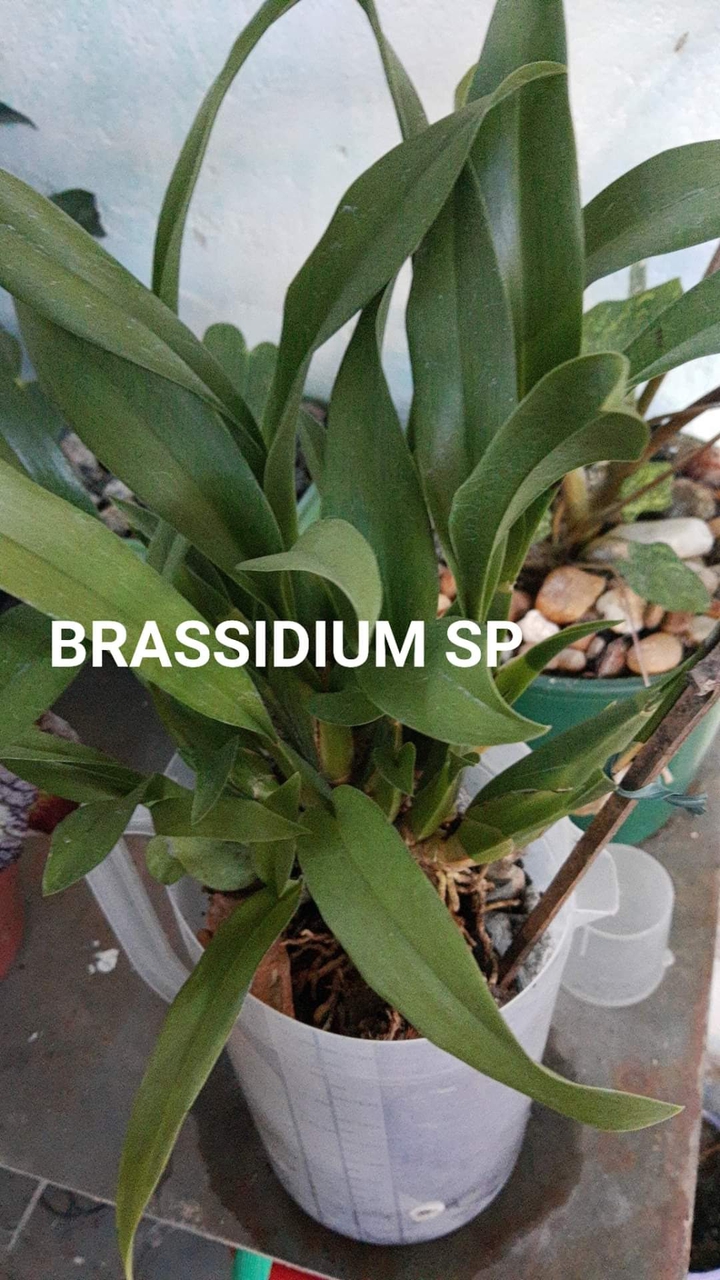 #SRS