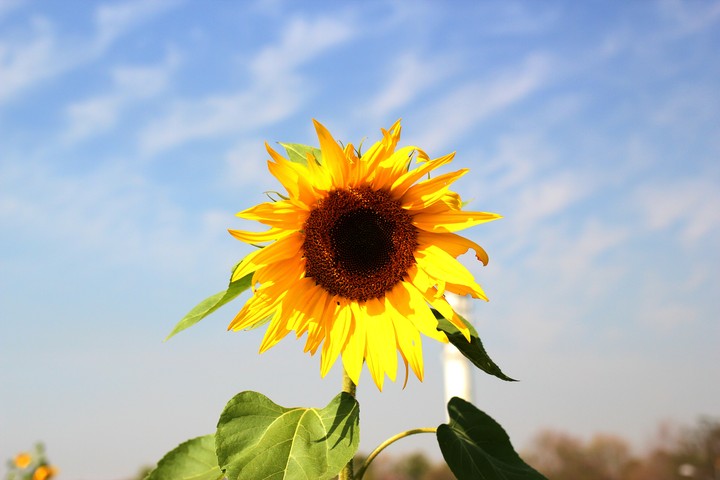 sunflower.해바라기