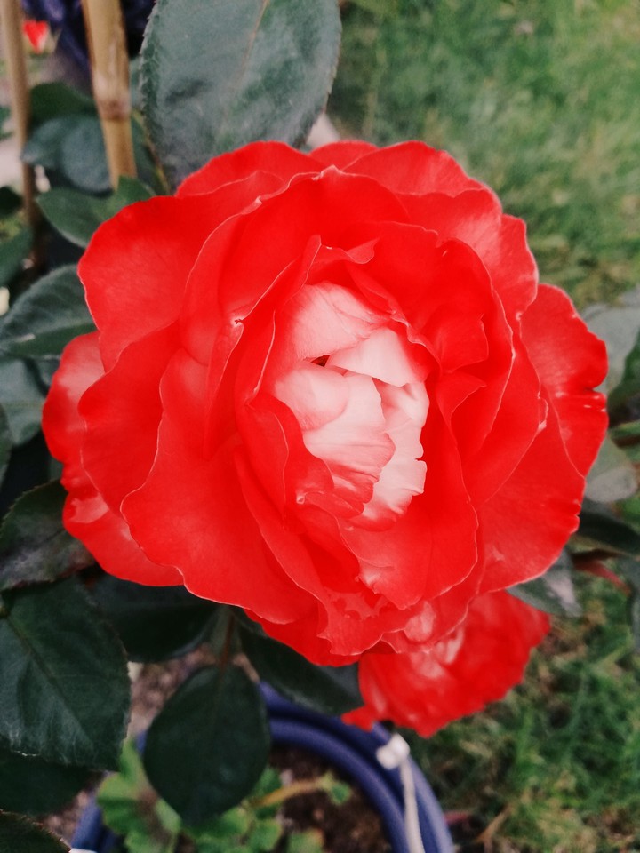 Red Rose