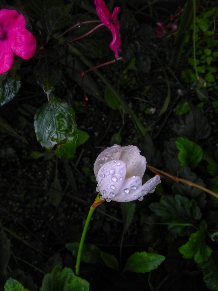 Dew Flower!