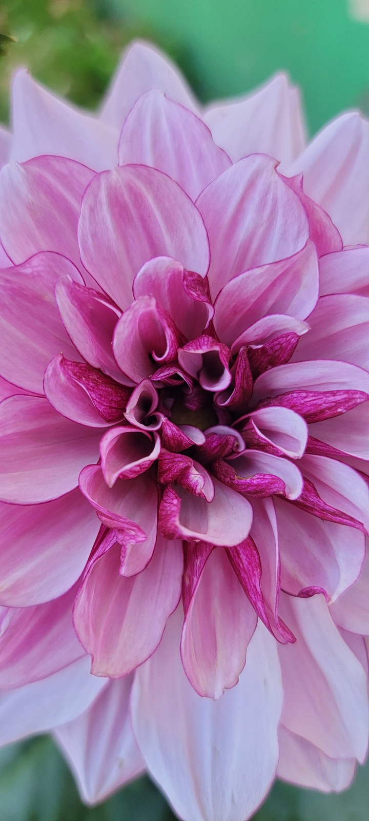 Purple Flower