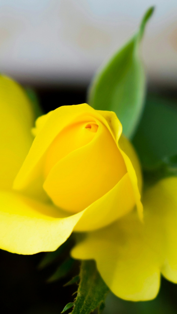 The Yellow Rose