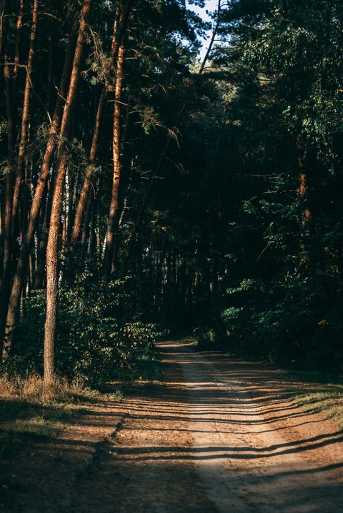 path, tree Hintergrundbilder