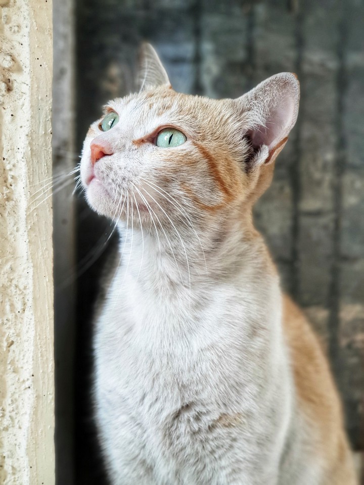 On looking Cat