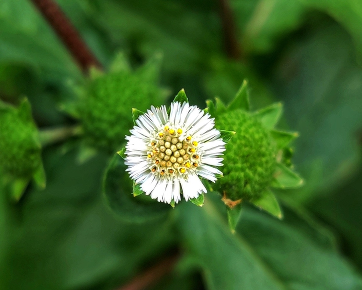 bloom