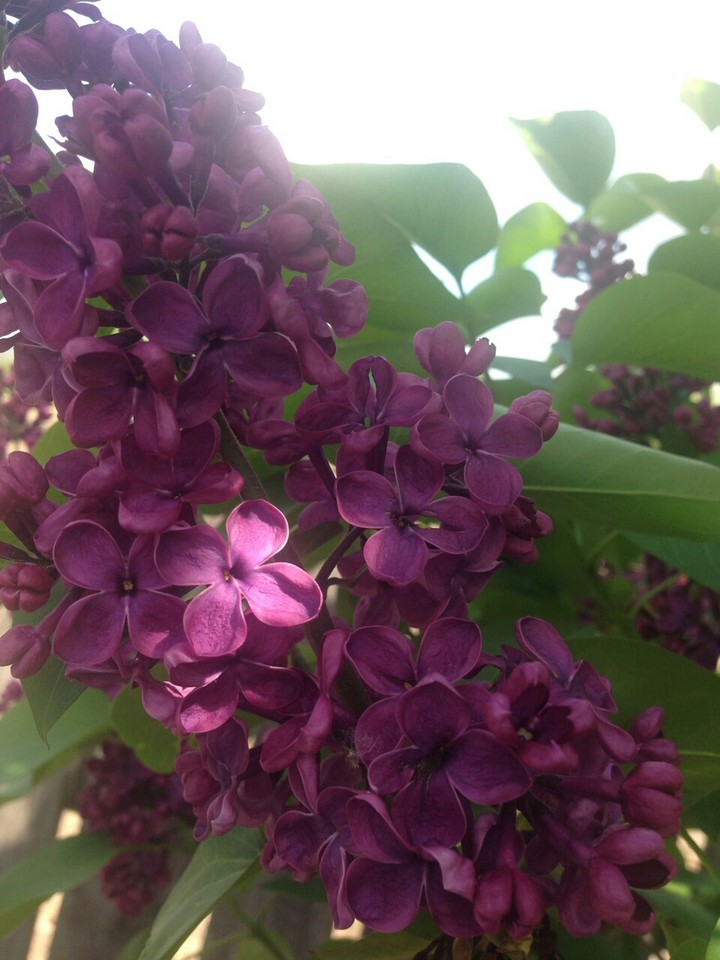 lilac flowers