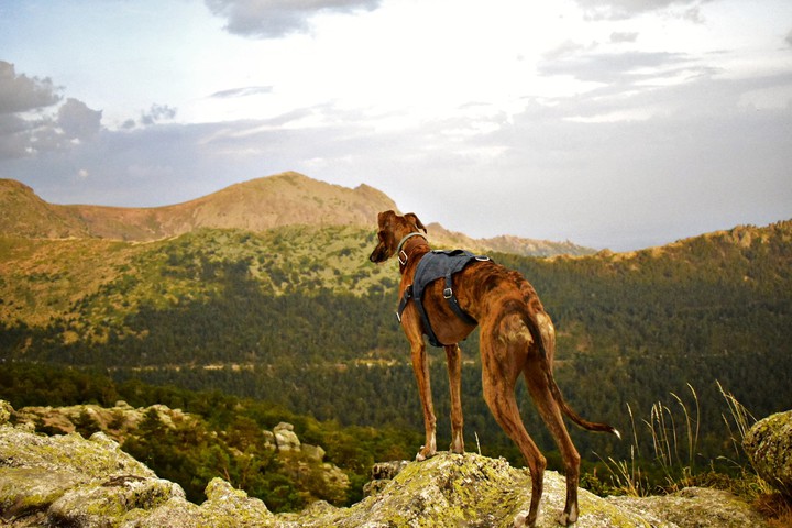 mountain dog