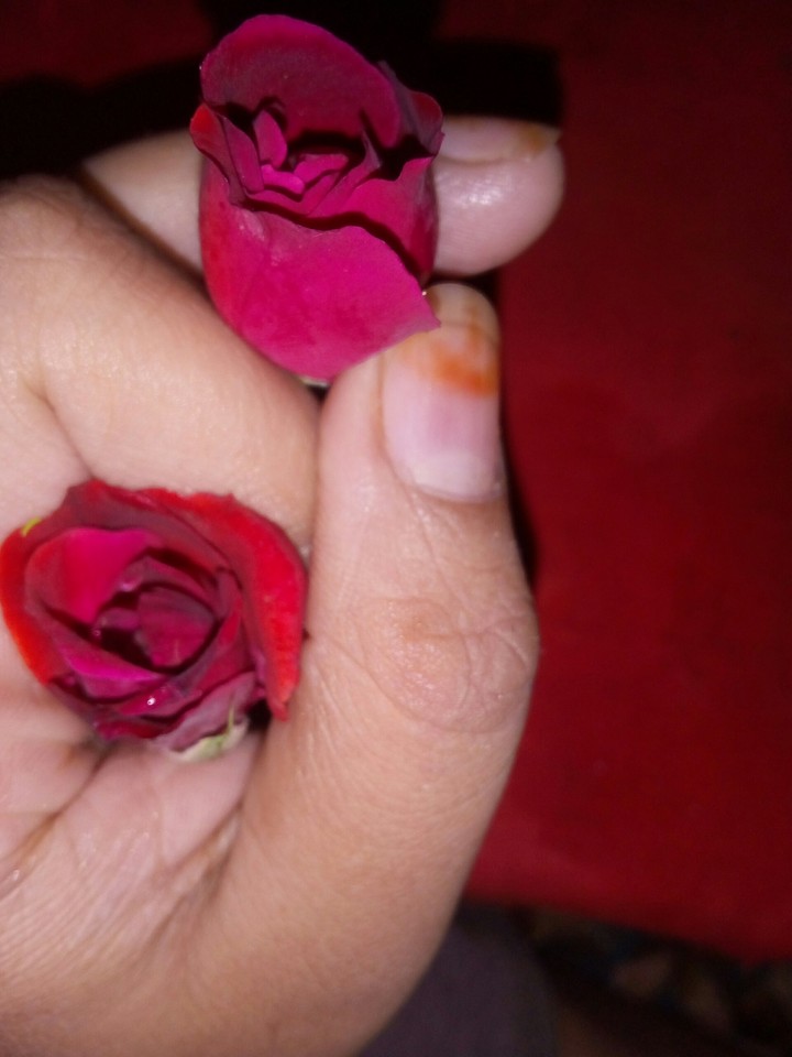 #rose