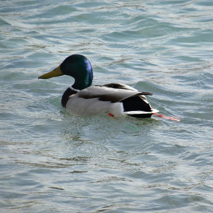 duck