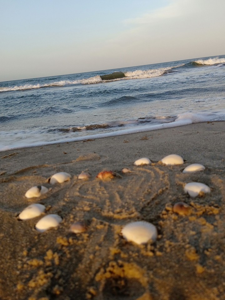 some seashell