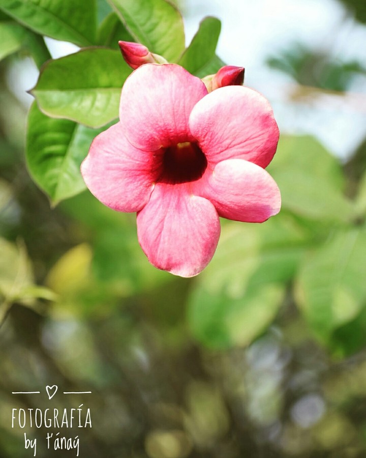 the lovely flower