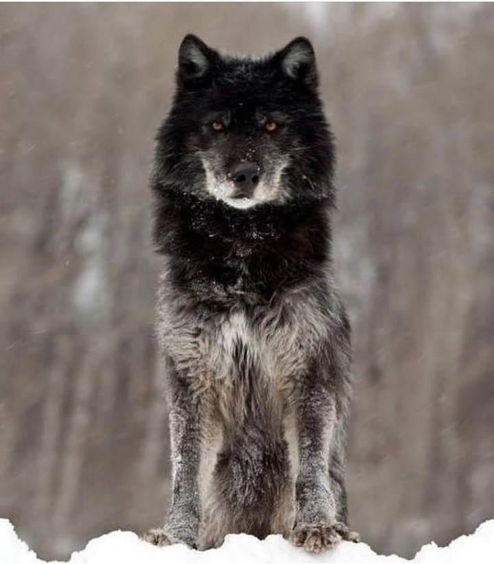 wolf