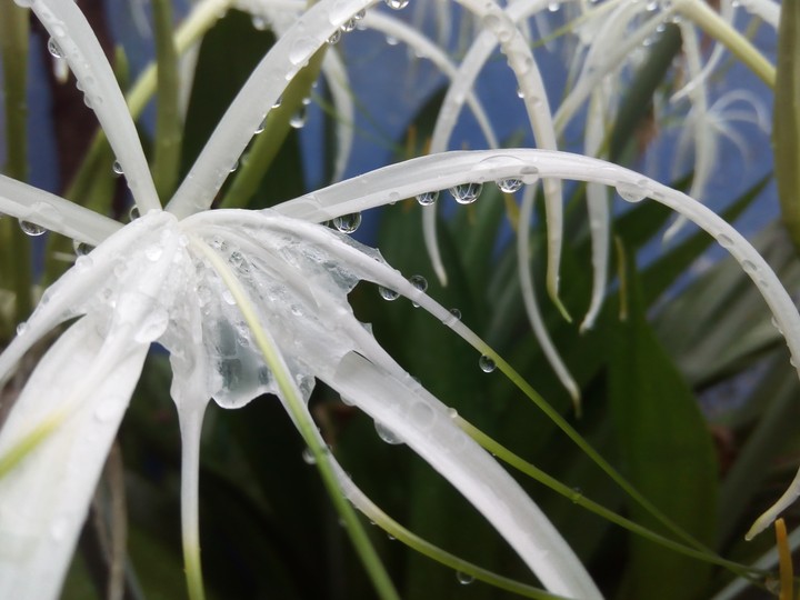 RainDrop