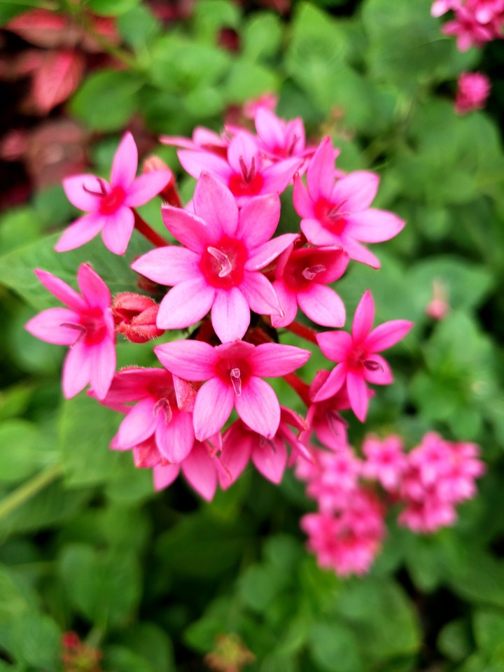 Flowers