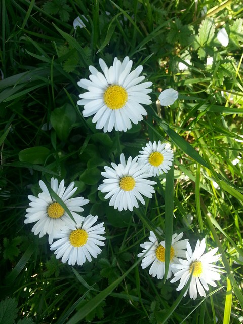 Daisy