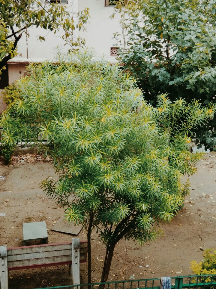 nature