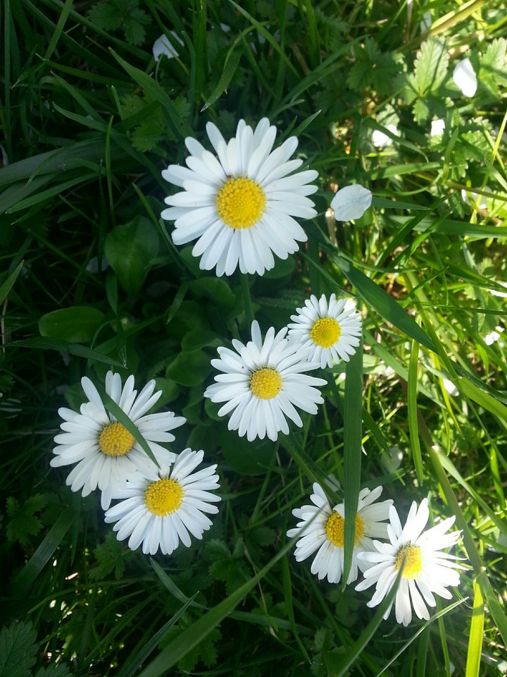 Daisy