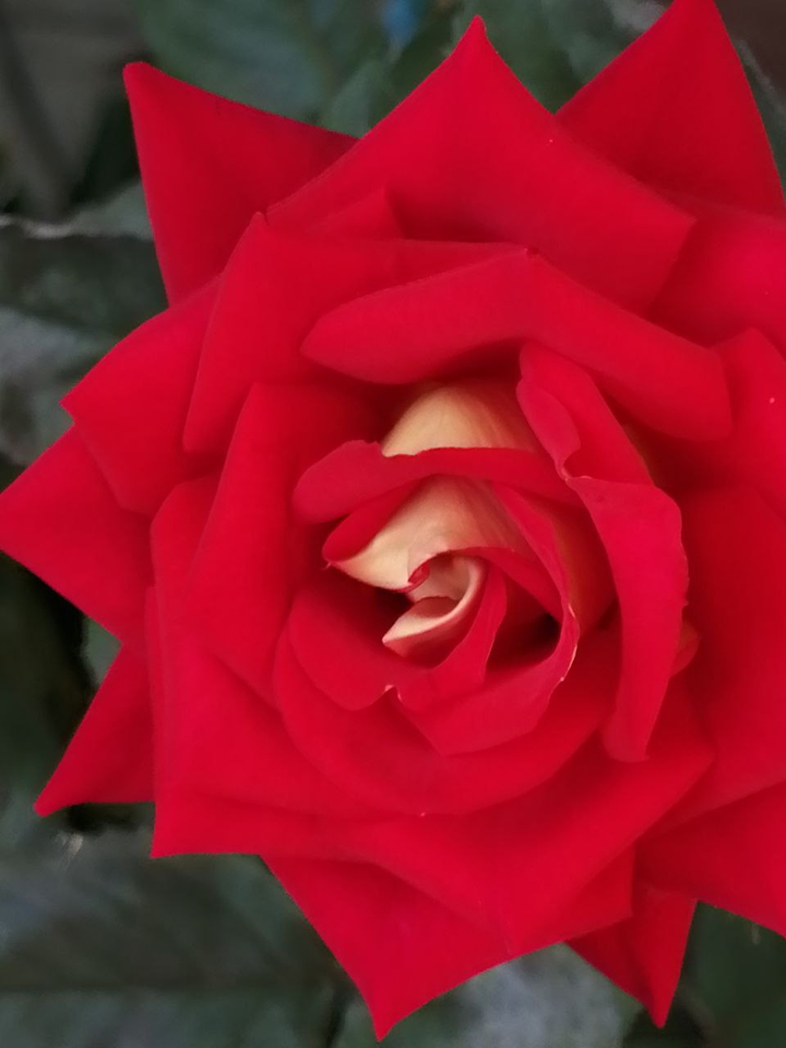 rose