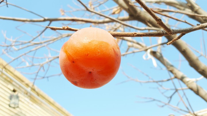 خرمالو